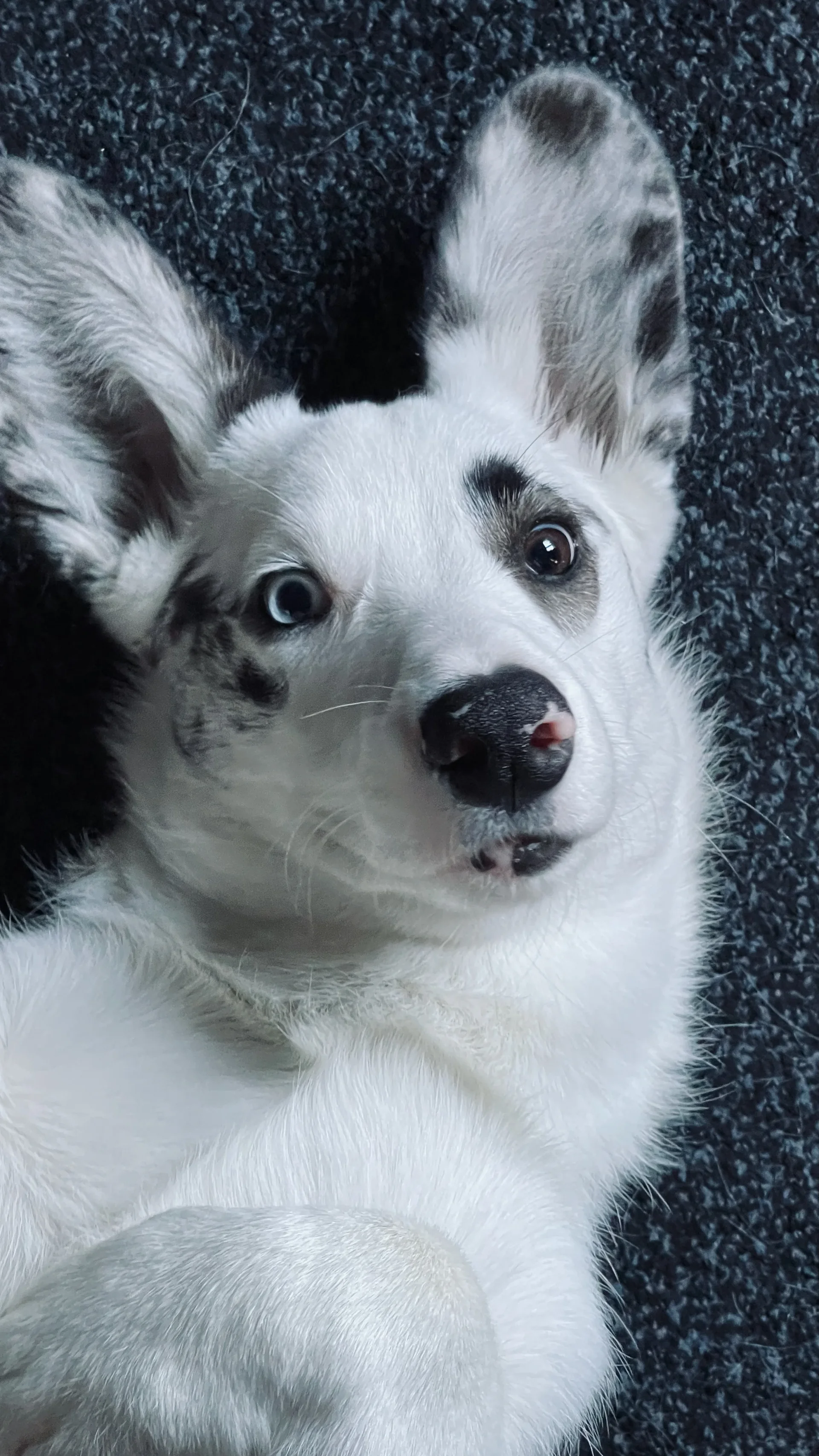 Pluto, corgi och del av Lodlinjen